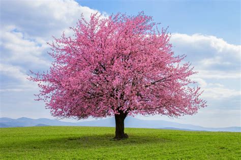 Sakura Cherry Blossom In Springtime Stock Image Image Of Japan