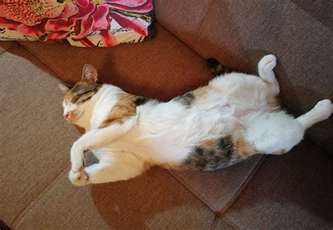 Why Do Cats Sleep On Their Backs Here Are All The Possible Reasons