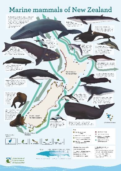 Marine Mammals Of New Zealand Poster Marine Mammals Publications