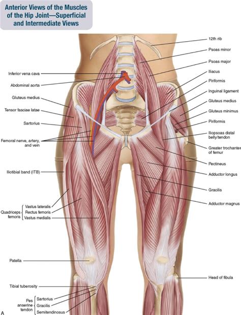 Anatomy Hip Muscles Diagram Learn All Muscles With Quizzes And