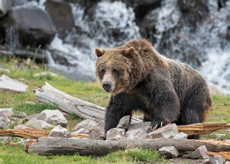 Latest Vote Allows Grizzly Bears To Be Hunted Near Yellowstone