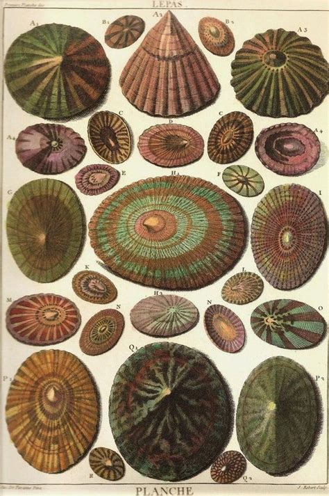 Shells Art Print Frameable Original 2009 Book Plate 1 Etsy Shell