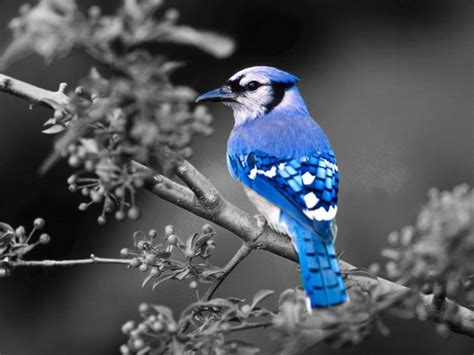 Birds Blue Jay Selective Coloring Wallpapers Hd