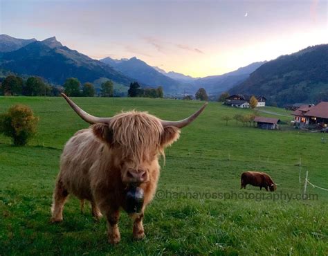 highland cows in a perfect sunset swiss alps pics