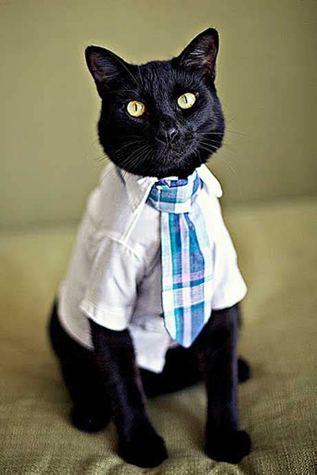 Cat Chic 10 Furrocious Feline Fashion Designers Catster