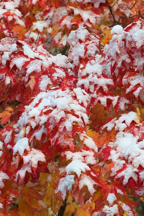 ~snow On Maple Leaves~ Autumn Day Autumn Trees Autumn Leaves