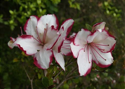 Wie die rhododendren zählen auch die azaleen zu den moorpflanzen. Azaleen Foto & Bild | blumen , nature, spezial Bilder auf ...