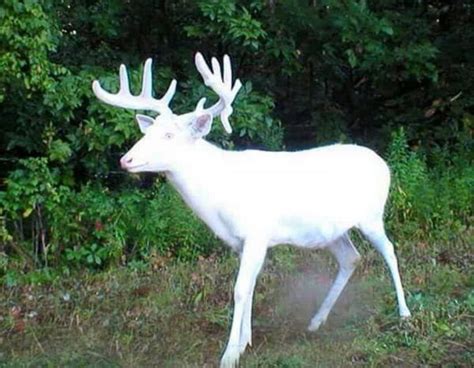 Albino Buck Albino Deer Whitetail Deer Big Deer