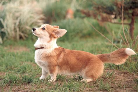 Do Corgis Have Tails Why Do Some Corgis Have Long Tails