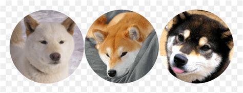 Shiba Inu Shiba Inu Icons Dog Pet Canine Hd Png Download Flyclipart
