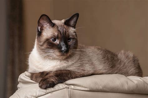 Mixed Siamese Cats Everything You Need To Know That Cuddly Cat