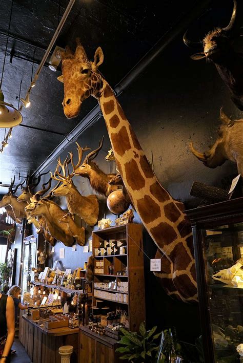 paxton gate celebrates 25 years of taxidermy fossils and more