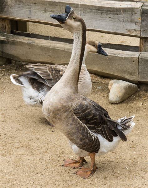 geese in the act of mating stock image image of open display 35602225