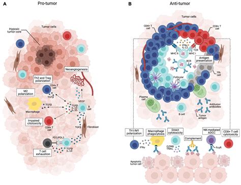 Frontiers B Cell Orchestration Of Anti Tumor Immune Responses A Matter Of Cell Localization
