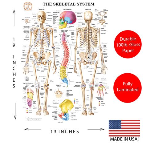 Human Body Anatomy Laminated 3 Poster Set Includes Skeletal System