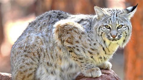 Bobcats On Delmarva Expert Says Its Possible But Not Confirmed