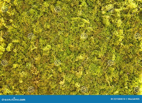 Green Moss Backgruond Close Up Green Moss On Grunge Texture