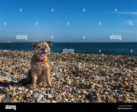 Blue Border Terrier Hi Res Stock Photography And Images Alamy