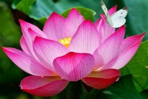 Symbols The Lotus Vietnam S National Flower The Immersive Traveller Kulturaupice