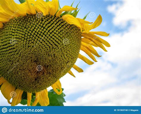 Single Sunflower Blue Sky Background Stock Photo Image Of Blue
