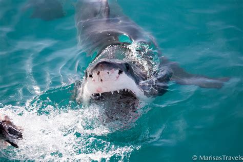 Cage Diving With Great White Sharks In South Africa This World Traveled