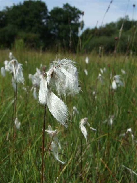 Common Cotton Grass Eriophorum Angustifolium Wild Plants Plant