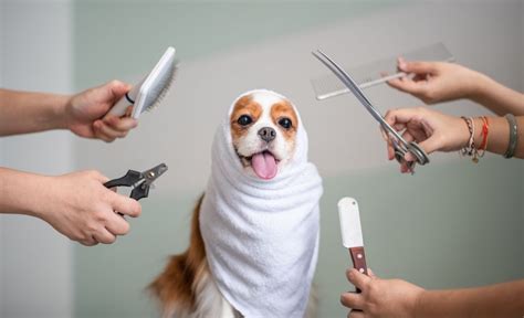 4 Tips For Dog Grooming Equipment Maintenance And Success