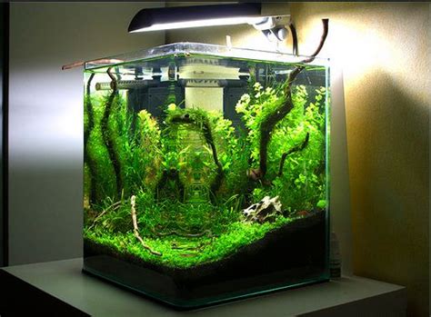 Bahkan tak jarang aquascape bisa dijual dengan harga. Contoh Gambar Aquarium Aquascape