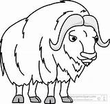 Ox Clipart Musk Outline Clip Cliparts Oxen Muskox Animals Clipground Clipartmag Library Kb sketch template