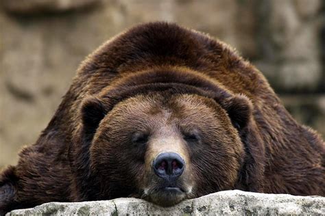 Conservationists Release Plan To Triple Americas Grizzly Bear