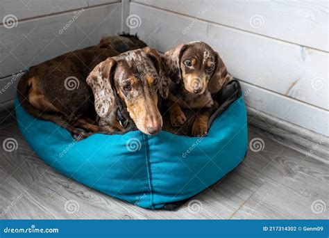 Dachshunds Adult Mother Dog With Her Puppy Close Up Portrait Of Cute