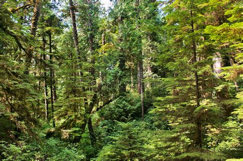 Rainforest In British Columbia Canada Stock Photo Image 26245516