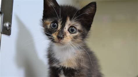 Free Kitten Adoptions At Jacksonville Humane Society
