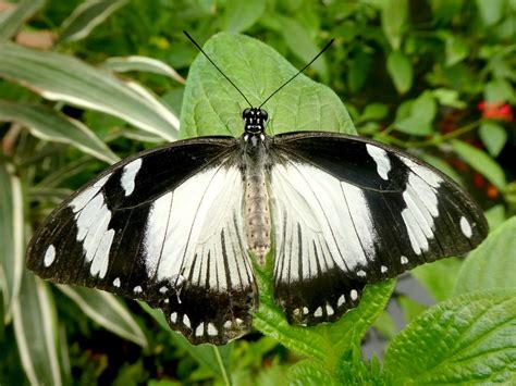 Papilio Dardanus Mocker Swallowtail Flickr