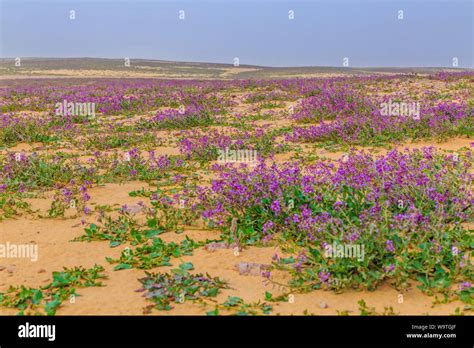 Purple Wildflowers Growing In The Desert After The Rain Saudi Arabia