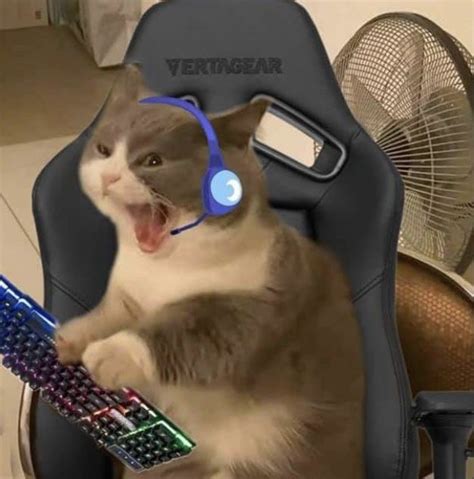 Matching Pfp Gamer Cat Funny Cute Cats Cat Icon