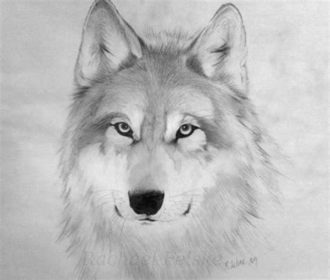 Wolf Drawing 3d Drawing