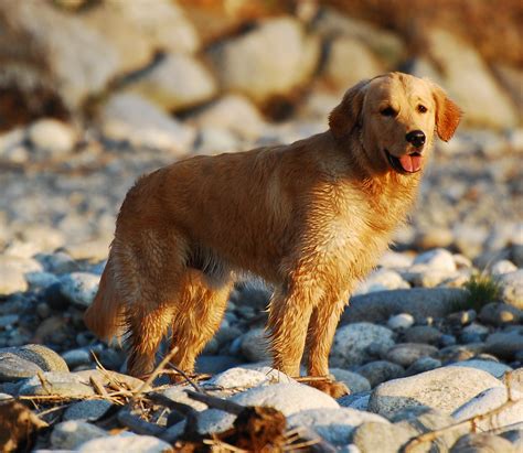 Golden retrievers are among america's most popular breeds. DARK RED GOLDEN RETRIEVER PUPPIES FOR SALE : DARK RED ...