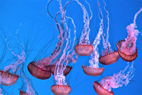 Jellyfish Facts Safety Tips Sting First Aid And Fun Things To Know