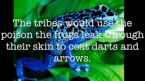 Poison Dart Frog Wonderful Facts Youtube