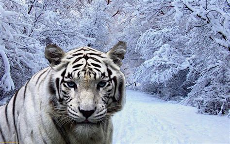White Tiger In Snow Hd Desktop Wallpaper Widescreen High Definition
