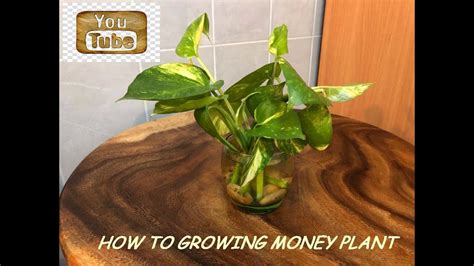 How To Growing Money Plant Youtube