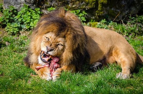 Gratis stockfoto van beest, carnivoor, dier.