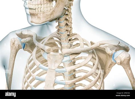 Clavicle Bone Or Collarbone With Body Contours 3d Rendering