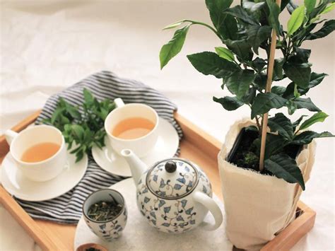 Learn How To Grow And Make Tea At Home From Your Own Tea Plant