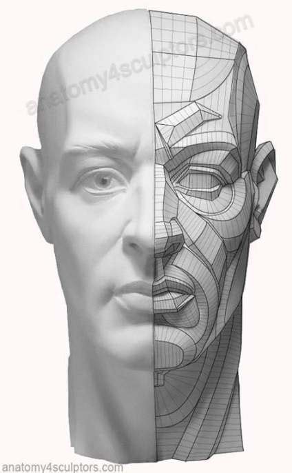 Drawing Tutorial Male Face Anatomy 62 Ideas For 2019 Anatomy