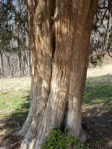 Common Native Trees Of Virginia Djwilliamson · Inaturalist