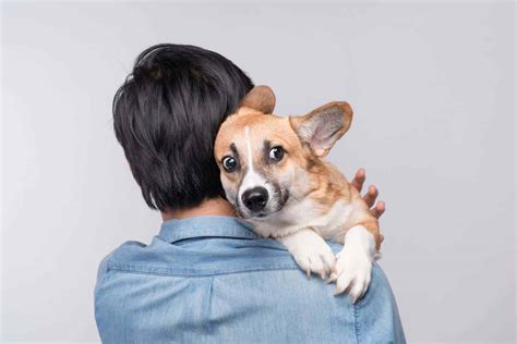 Owners Stress Out Dogs By Passing Along Their Own Fears My Pets Routine