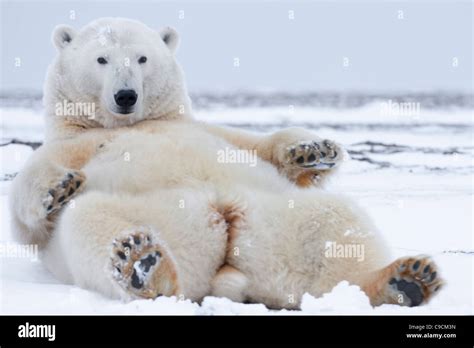 Eisbär (Ursus Maritimus) weiblich auf Rücken nach oben, im Schnee am