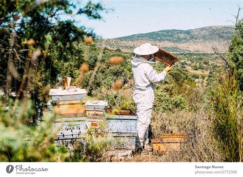 Beekeeper Working Collect Honey A Royalty Free Stock Photo From